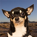 silly chihuahua with tongue out